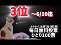 6/3(水)80人からの投票ありがとう!