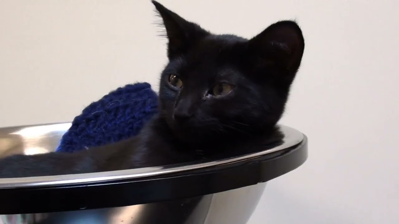 Kijiji Pets (Ottawa)