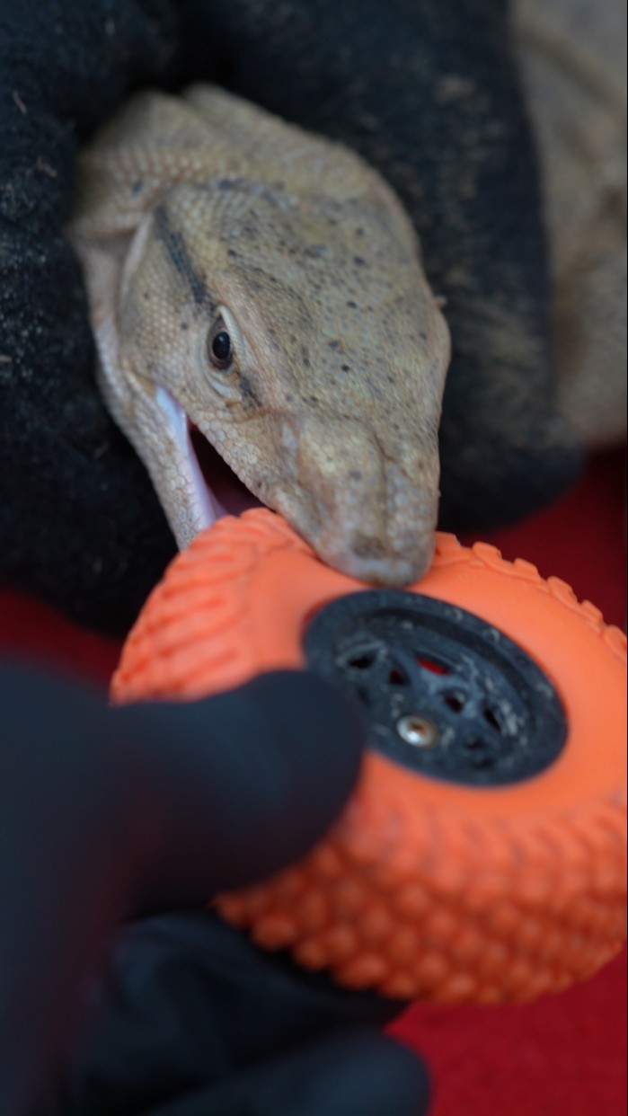 Monitor lizard Attack #shorts #bluebox