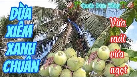 Mùa nóng hái dừa xiêm xanh vừa ngọt vừa mát #quocduavlog