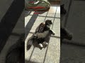 She’s no match for the beautiful sunshine! #cat #catshorts #catvideos #catsofyoutube