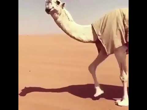 خزامة بن قريع الله يعوض عليه