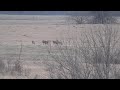 Suppressed Oklahoma Coyote Hunting "Discipline"