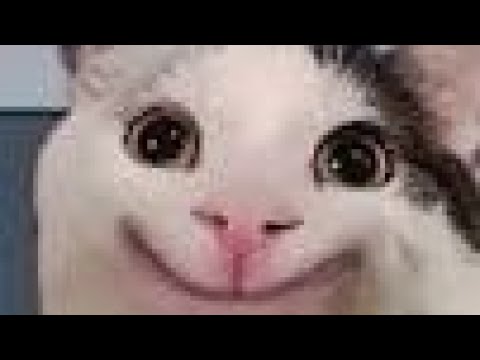 beluga #meme #viral #cat