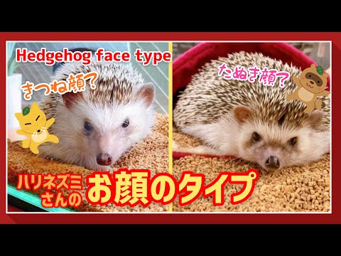 ハリネズミ】意外と違う！ハリネズミさんのお顔のタイプ - YouTube