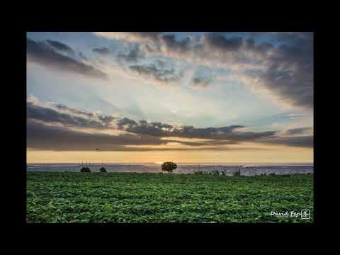 九天夕陽之樹 20200814