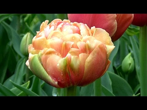 Tulip 'Copper Image' - FarmerGracy.co.uk - YouTube