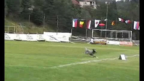 Marcus Wolff @ Tutnix - Dogfrisbee EC 2008