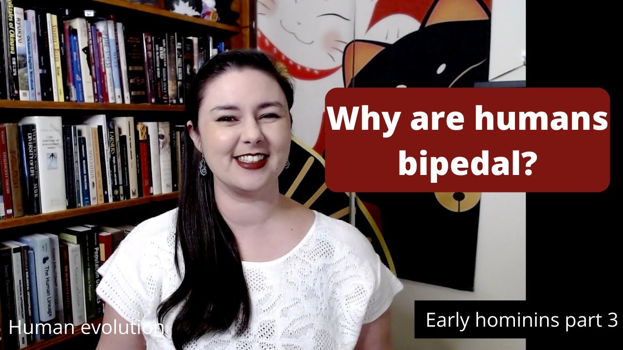 Why are humans bipedal?