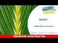 Цикас: Відповіді на Загадкові Питання. Ваш сад