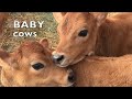 Baby cows playing like school kids talking baby cow compilation 3