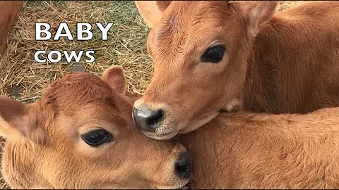 BABY COWS PLAYING LIKE SCHOOL KIDS: TALKING BABY COW COMPILATION #3
