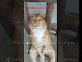 Hilarious Animals You Can’t Stop Watching 😹  #funny #animals #shorts