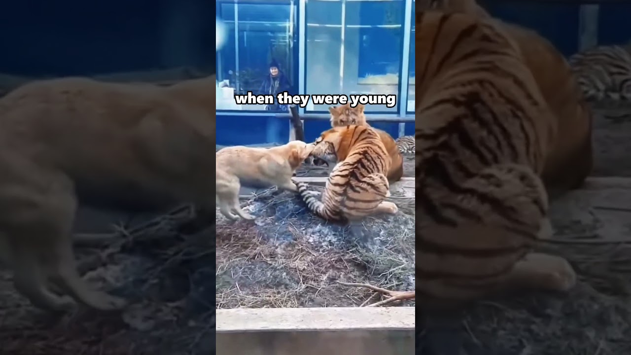 Tigers and lions raised by dogs #story #cat #tiger #lion #animals #straycat #fyp