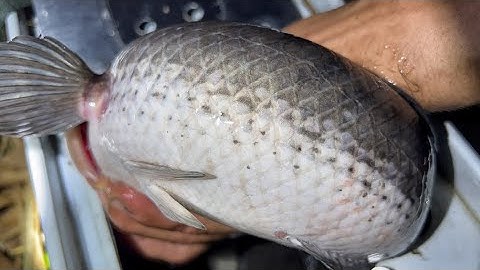 Cắm Câu Cá Lóc Trong Mương Dừa Lâu Năm Dính Cá Khủng || big snakehead fishing