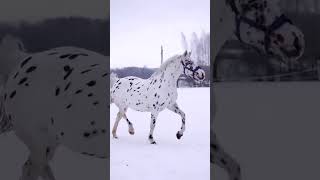 Majestic Spotted Horse Galloping Through Snow ❄️🐎#HorseVideos #BeautifulHorse #ViralAnimals