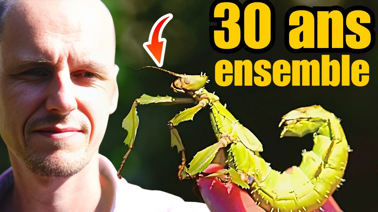J’élève ce phasme depuis 30 ans (il a changé ma vie) – Ft. @terrapodia : Extatosoma tiaratum