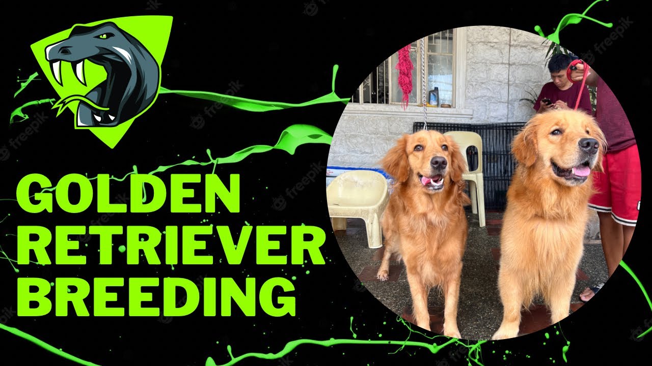 Golden Retriever Breeding in the Philippines Kennel Visit ft