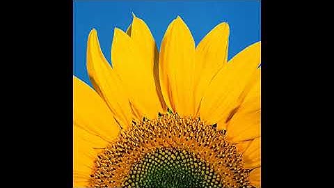 Kizmir Niaka Eritrean mezmur by Isaac Abraham vol-1