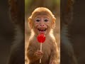 “Lollipop + Monkey = Total Comedy 😂🍭🐒”