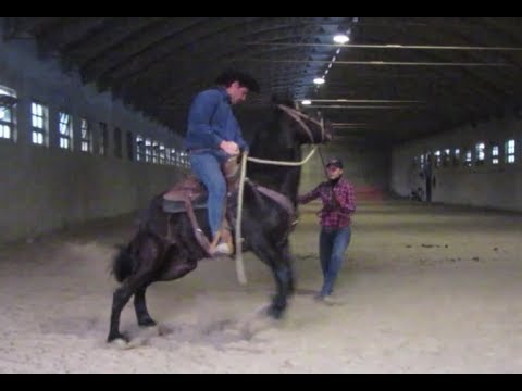 Video: Bucking: Perché un cavallo lo fa e come fermarlo?