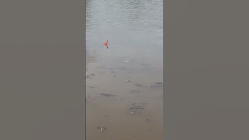 Beo siu còn cá Rô phi #shorts