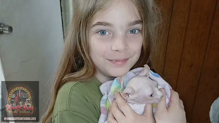 Watch the video about How to give your SPHYNX kittens a bath 🛁 hairless cat care