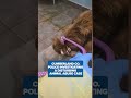 Cumberland Co. police investigate distrurbing animal abuse case, a reported assault in 'MAGA Town'
