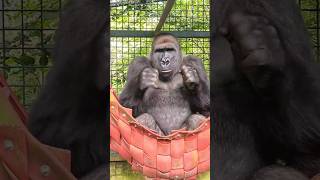 Beware Grumpy Teenager! A Gorillas Warning Vocalisation Sounds Like Coughing #Gorilla #Hammocklife