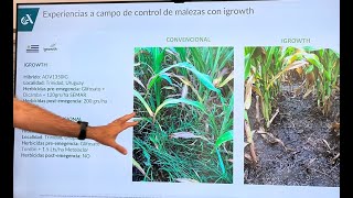 видео: Cамое лучшее сорго в Аргетине от Адванта. ADVANTA - SORGO картинка: Cамое лучшее сорго в Аргетине от Адванта. ADVANTA - SORGO