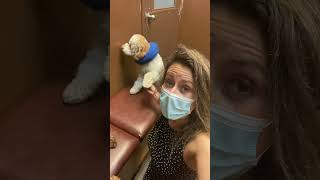 Dr Schell recommends bringing your pet’s support animal to an appointment😁❤️🐶 by Bow Bottom Veterinary Hospital 284 views 13 days ago 1 minute, 44 seconds