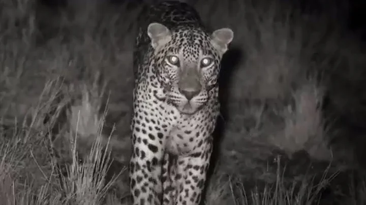 Leopard Kill Captured with Infrared Night Vision | Lands of the Monsoon | BBC Earth - DayDayNews