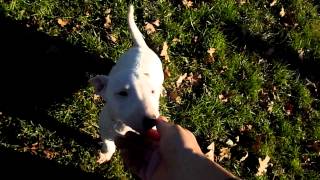 Femelle Portée A Fiona 2 Mois