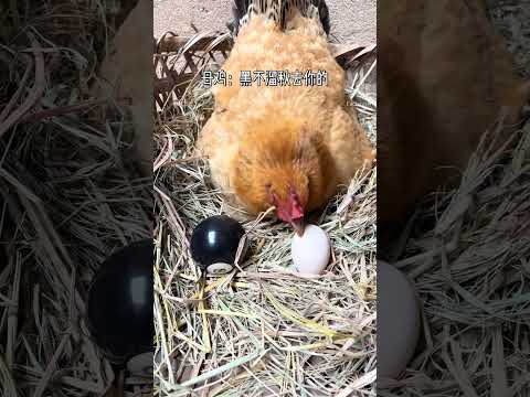 She Accepted The Fake Eggs But Kicked The Real One Out ।#shorts