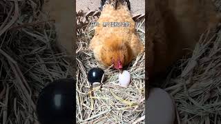 She Accepted The Fake Eggs But Kicked The Real One Out ।#shorts