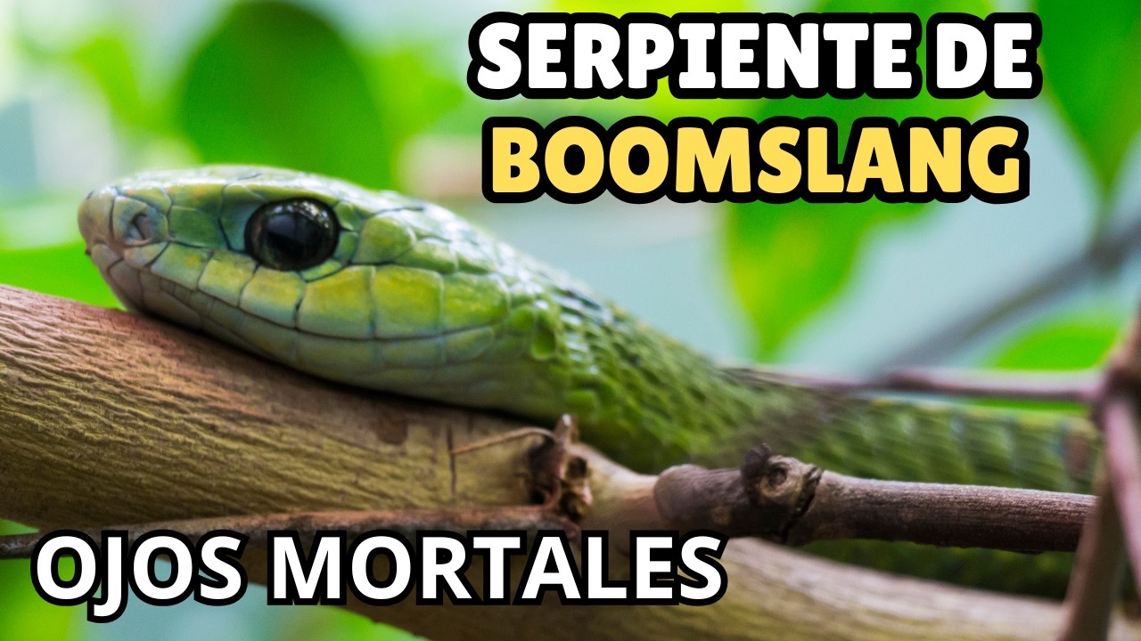 Boomslang: La Serpiente de Ojos Gigantes con Veneno Mortal