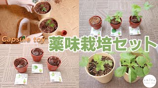 【カプセルトイ】種から育てる日本の薬味栽培セットが本当に芽が出るのか試してみた！/I tried to grow a Japanese cultivation set!