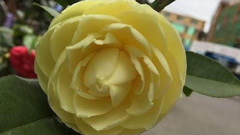 Trà My hoa tết chính Hoàng kì.bạch nhật.phấn sen 0349581888 lan rừng giá rẻ.lan rừng.hoa trà my 