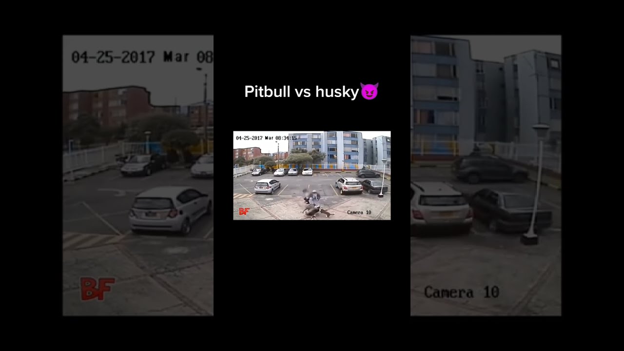  Pitbull Vs Husky