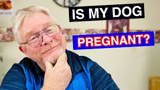 How To Tell If My Dog Is Pregnant