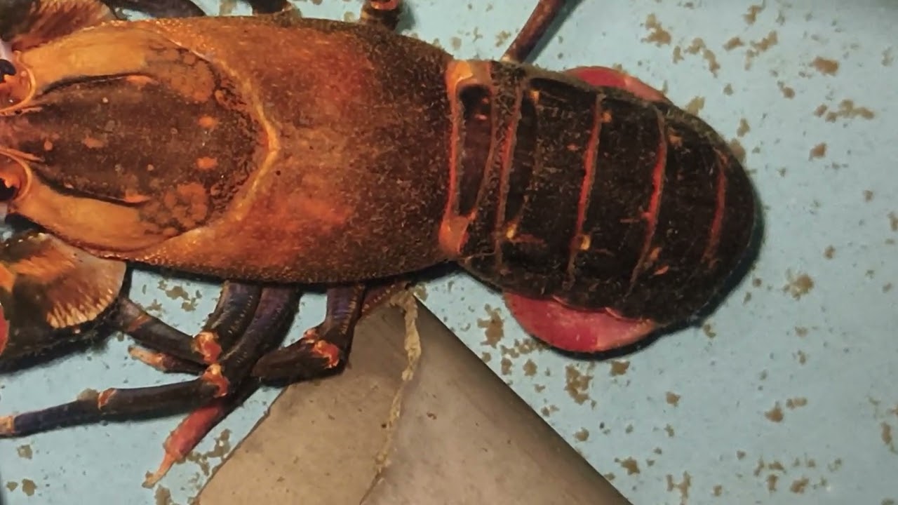 Zone 3 Velo Street Laoac East Alcala PangasinanGoogle map: ARZI CRAYSWe deliver/ship Nationwide 😍