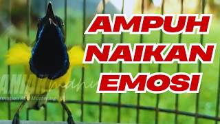 SOGON JANTAN GACOR NGLEPER!! Pancingan Paling Ampuh Bikin SOGON EMOSI Auto Nyaut & Ikut Buka Paruh!