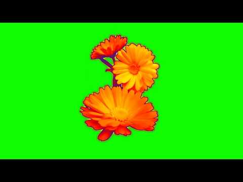 rose-flowers-green-screen-||-green-screen-flowers-effect-||-real-rose-background