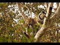 My First Safari of 2020 - Bandipur Tiger Reserve
