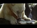 1 Hour of Family Moments From the Animal Kingdom | BBC Earth