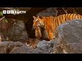 1 Hour Of Family Moments From The Animal Kingdom BBC Earth