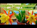 Epiphyllum &#39;Oakleigh Dominator&#39; Обзор Цветущего Лесного кактуса