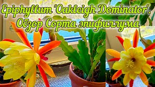 Epiphyllum 'Oakleigh Dominator' Обзор Цветущего Лесного кактуса