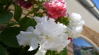 МОИ ЛЮБИМЫЕ ЦВЕТЫ // ЦВЕТЫ В МОЕМ МАЛЕНЬКОМ САДУ МОИ ЛЮБИМЫЕ ЦВЕТЫ // ЦВЕТЫ В МОЕМ МАЛЕНЬКОМ САДУ