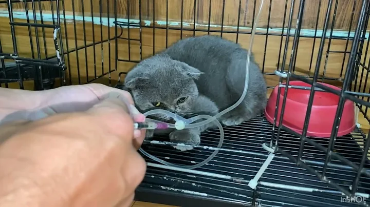 Metronidazole injection on IV cat